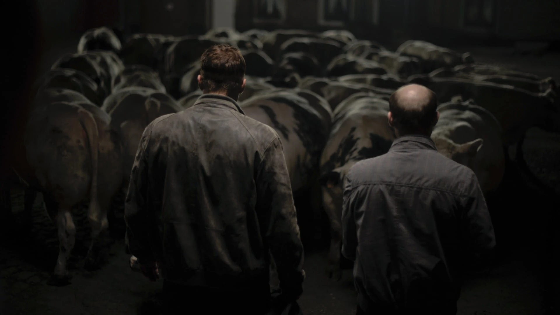 دانلود فیلم Bullhead 2011