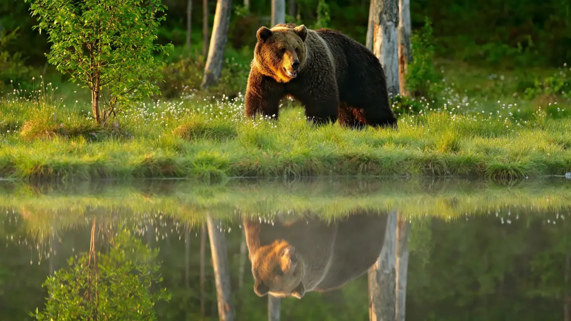 دانلود مستند Animals Like Us