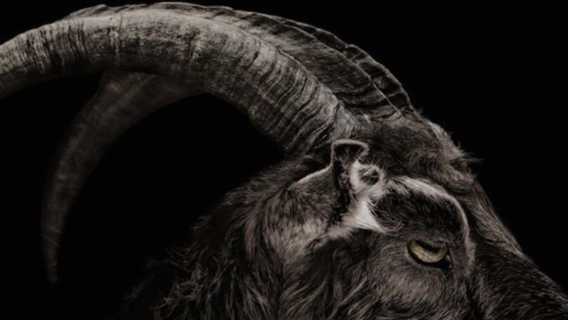 دانلود فیلم The Witch 2015